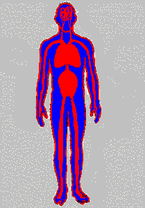 Blood Volume Man Normal